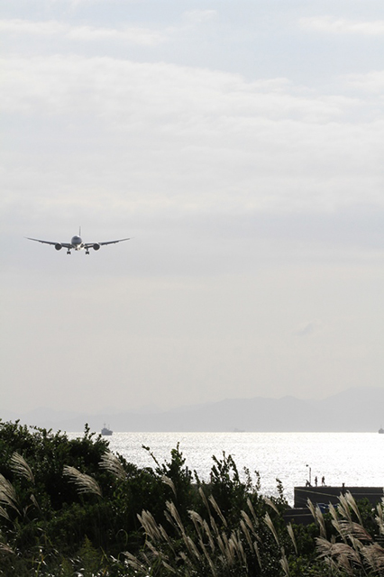 画像:ススキとB787