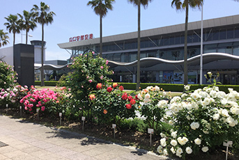 山口宇部空港　薔薇（バラ）園の写真